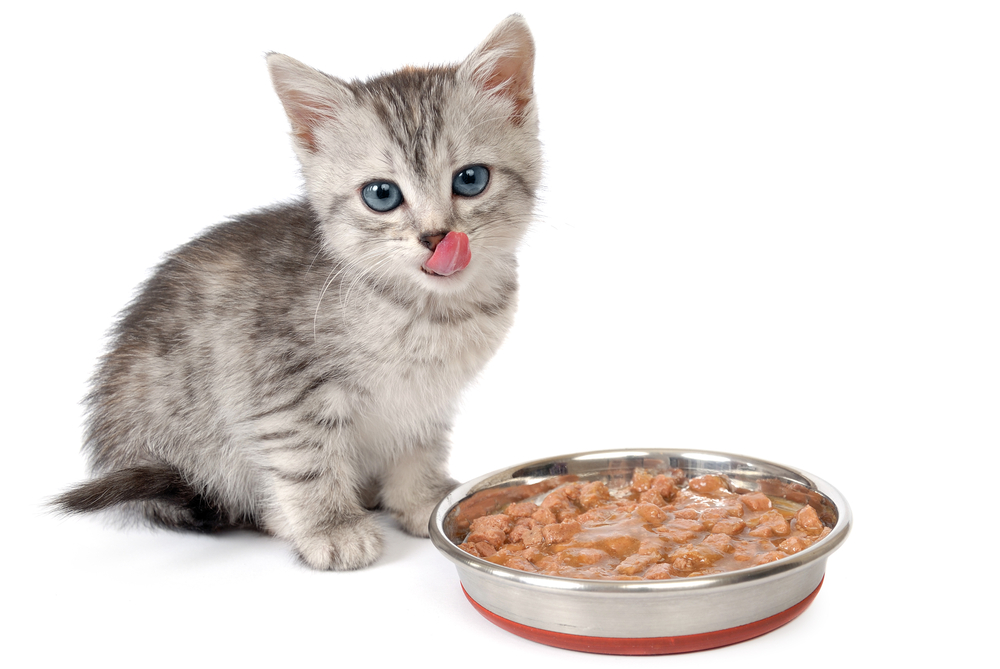 The Best Wet Kitten Food CatTime