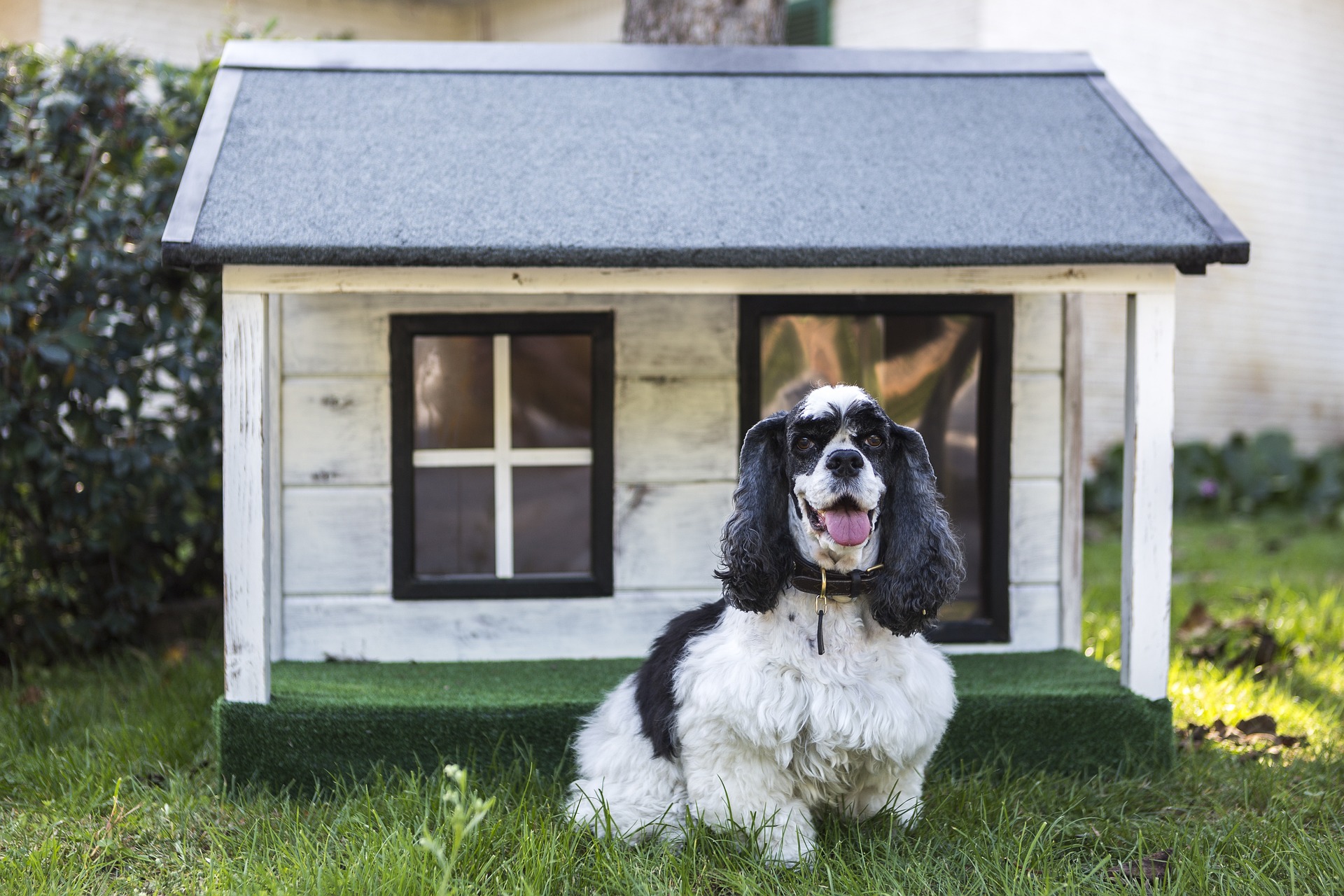 Новый dog house. Будка для собаки. Собачья конура. Домик для собаки на даче. Собака на даче.