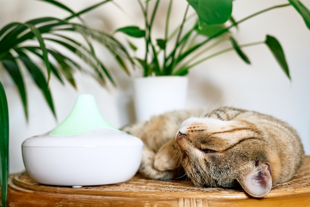 the-best-cat-pheromone-diffusers-cattime